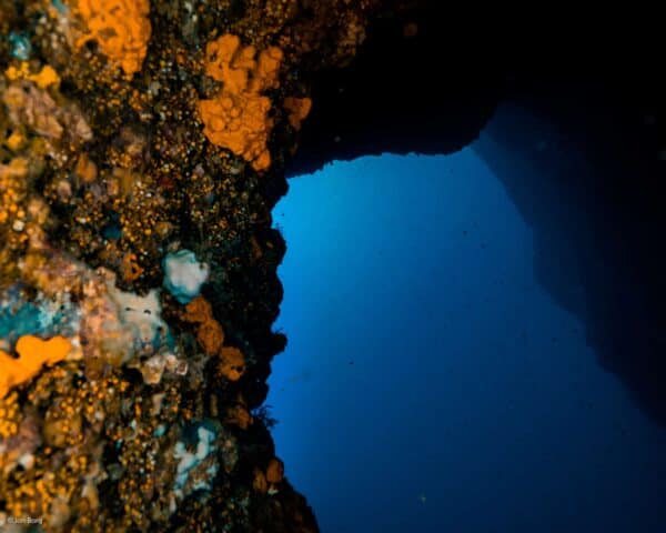 Orange coral build-up on the double arch