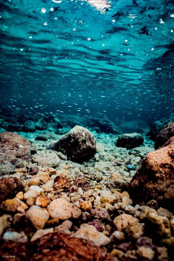 Small group of fish swimming in shallow baby blue water above pebbles