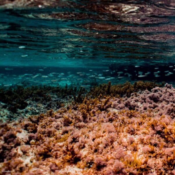 Fish swimming across in shallow water by a reef