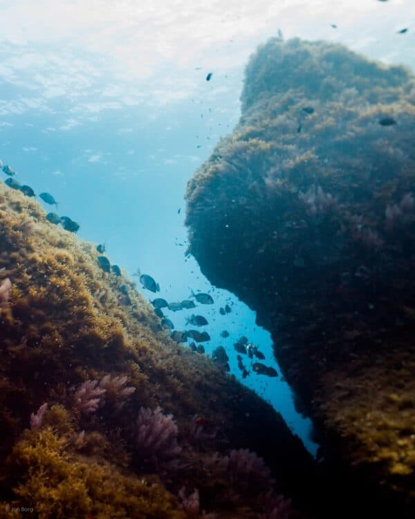 Two large rocks slightly separated from each other with fish swimming in between