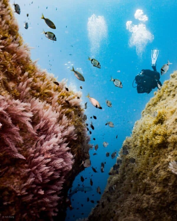 SCUBA diver peaking at a crack in the reef surrounded by fish