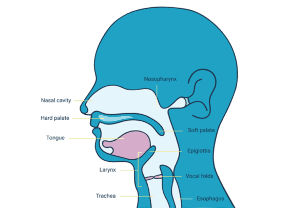 Side diagram of the anatomy for equalisation